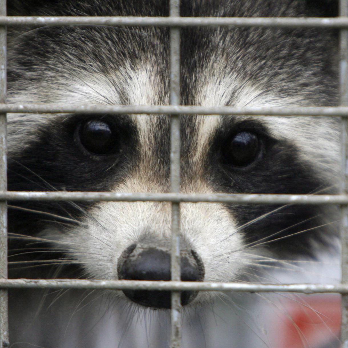Quebec bans transport of some wild animals in nearly 100 communities over rabies risk